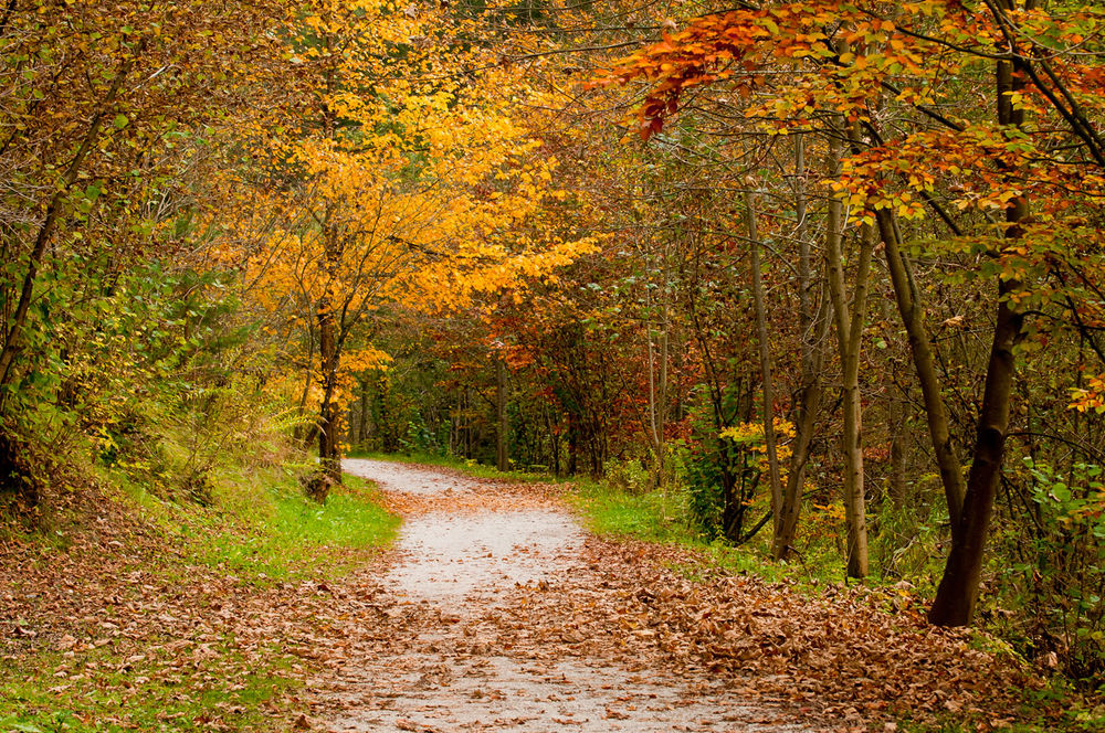 Herbstgeflüster