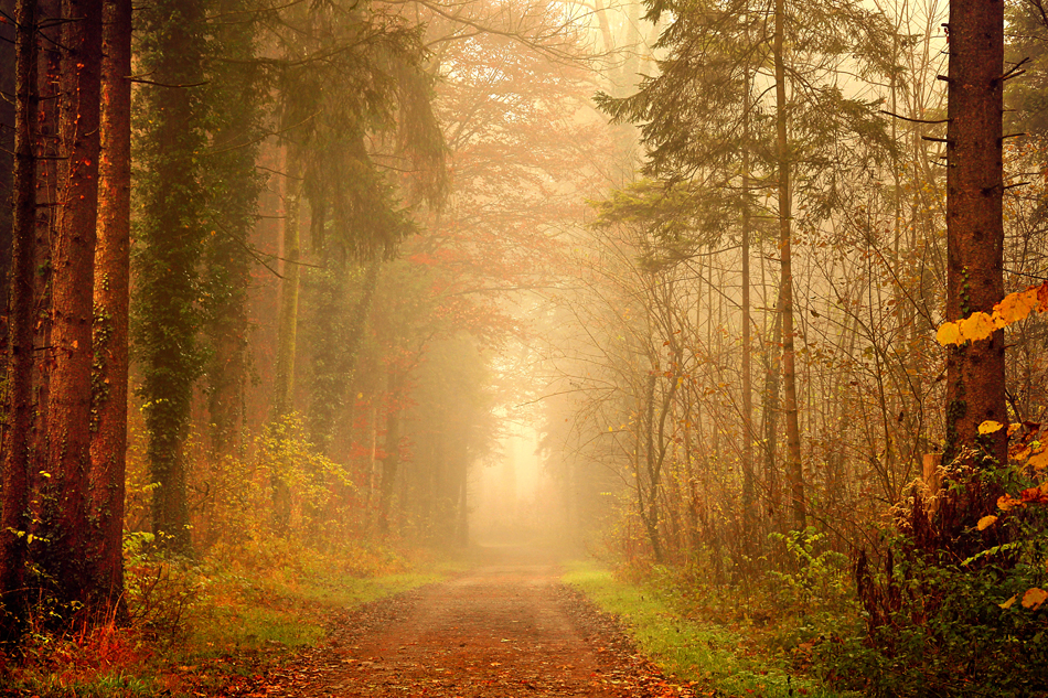 Herbstgeflüster