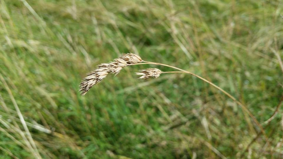 Herbstgeflüster