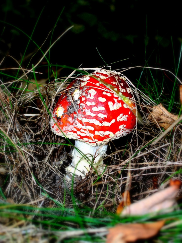 Herbstgeflüster