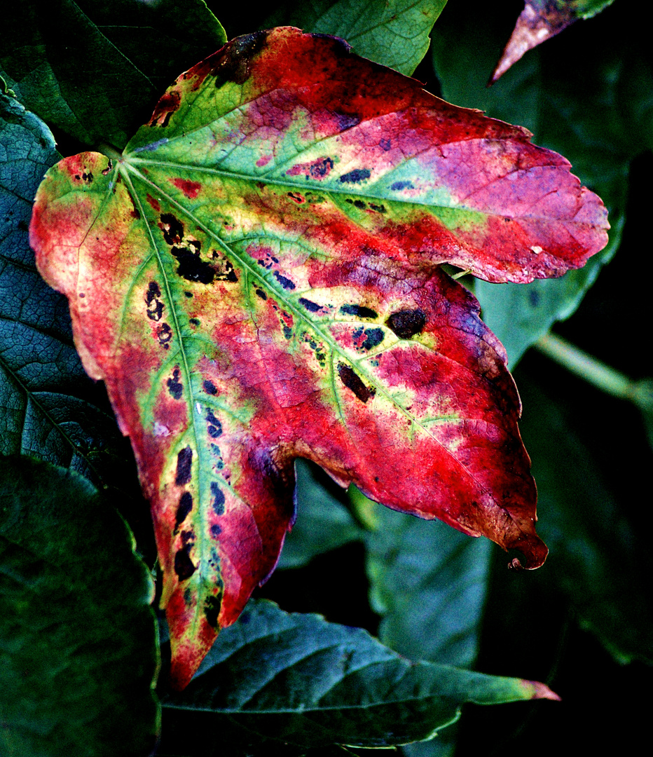 Herbstgeflüster