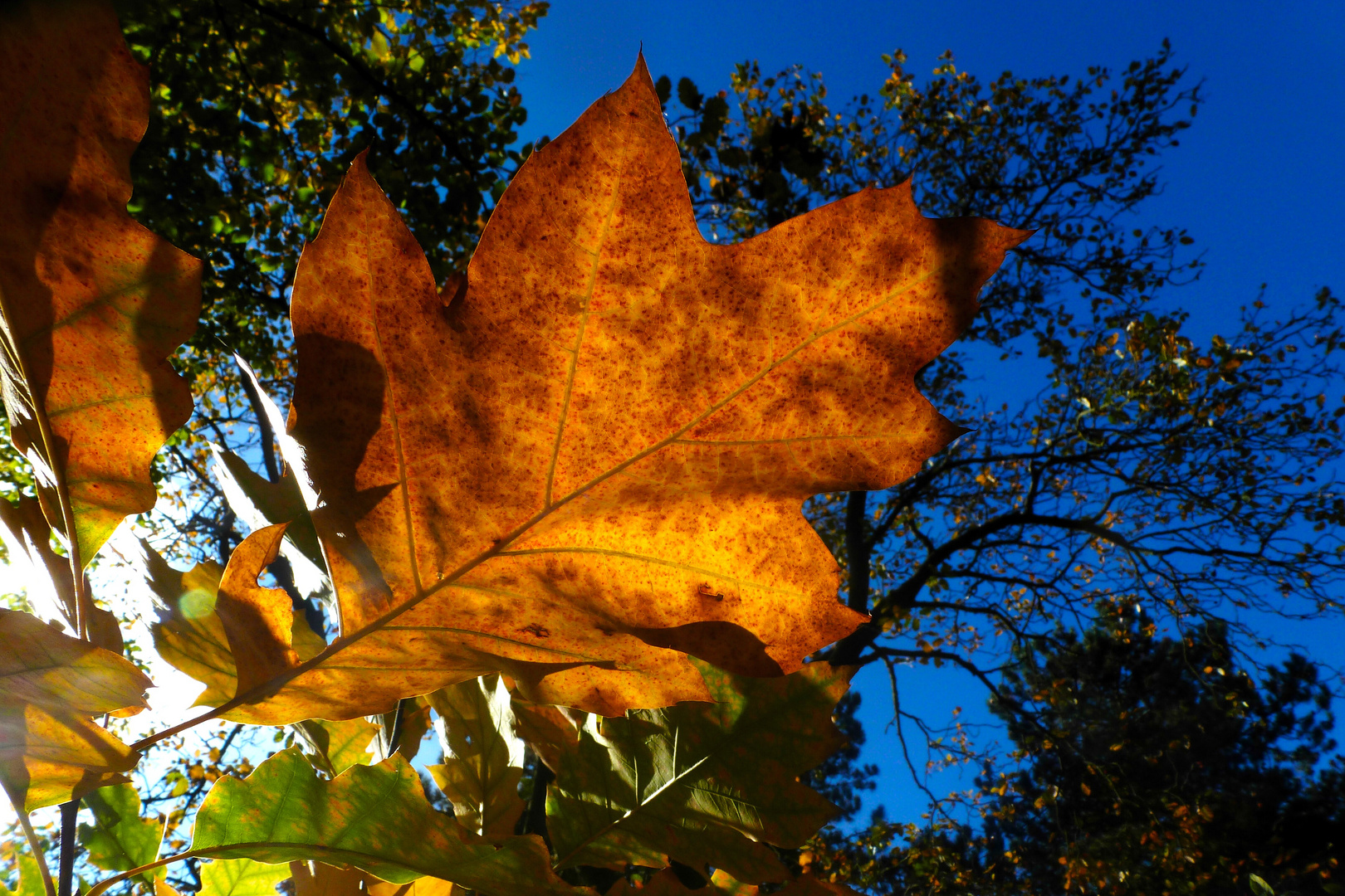 Herbstgefühl