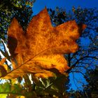 Herbstgefühl