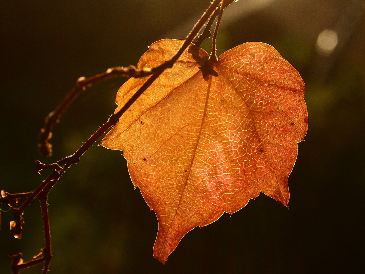 Herbstgefühl