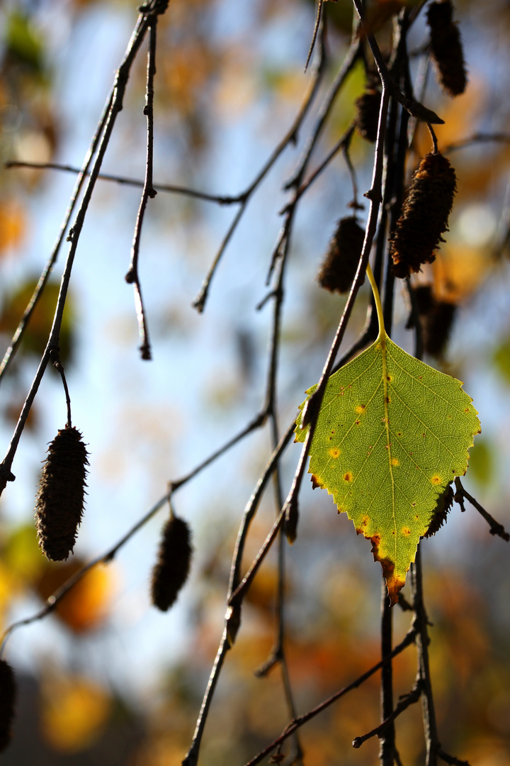 Herbstgefühl