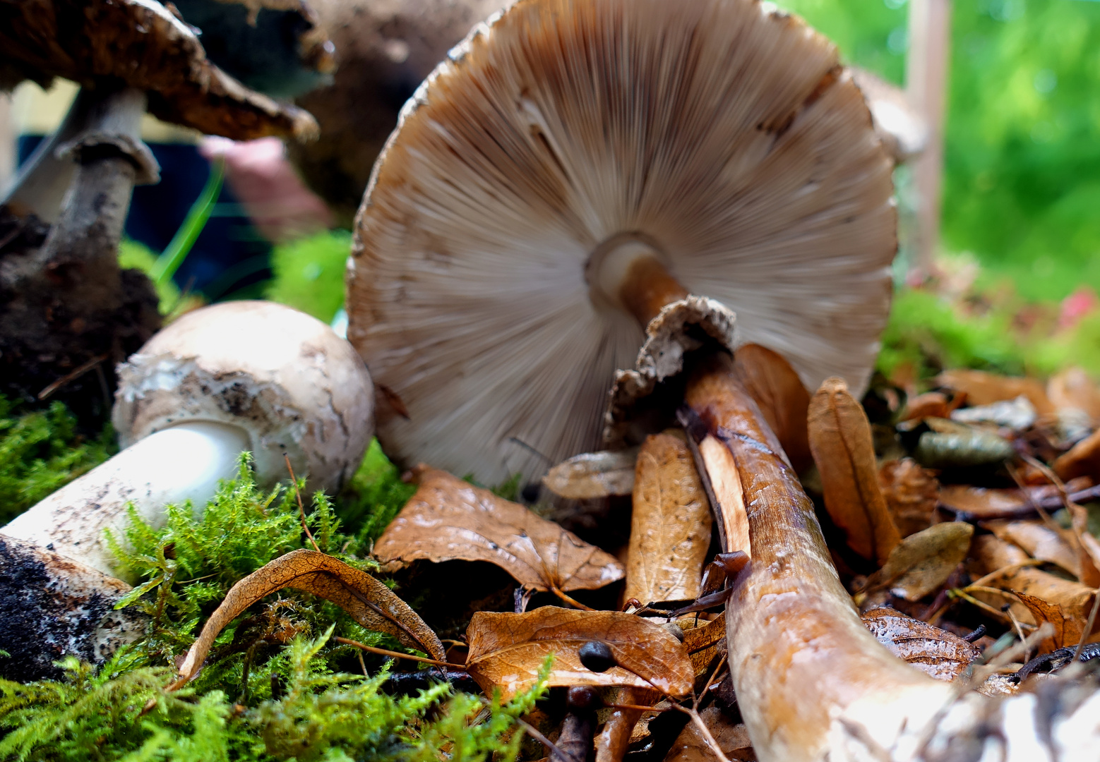 Herbstgefühl mit Pilzen 