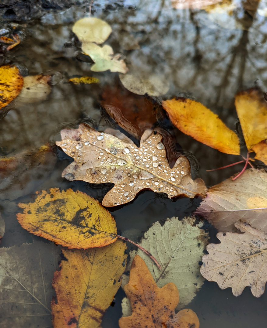 Herbstgefühle 