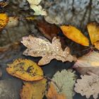 Herbstgefühle 