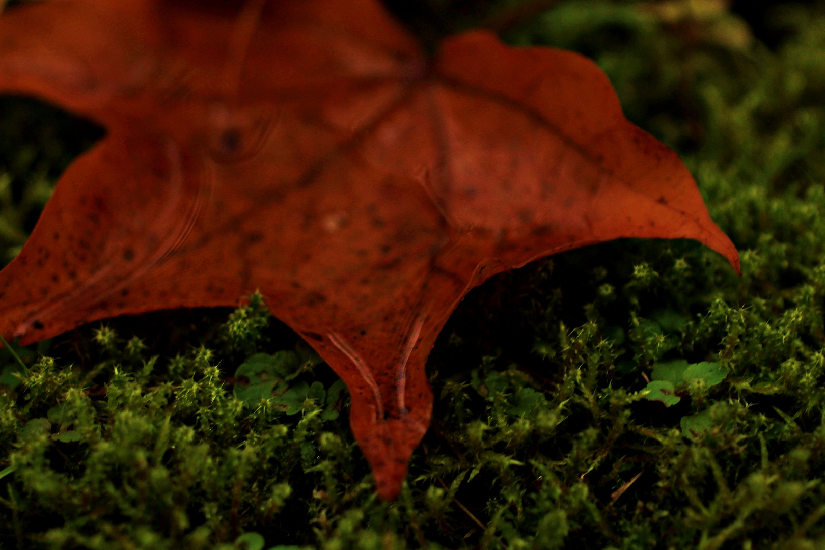 Herbstgefühle