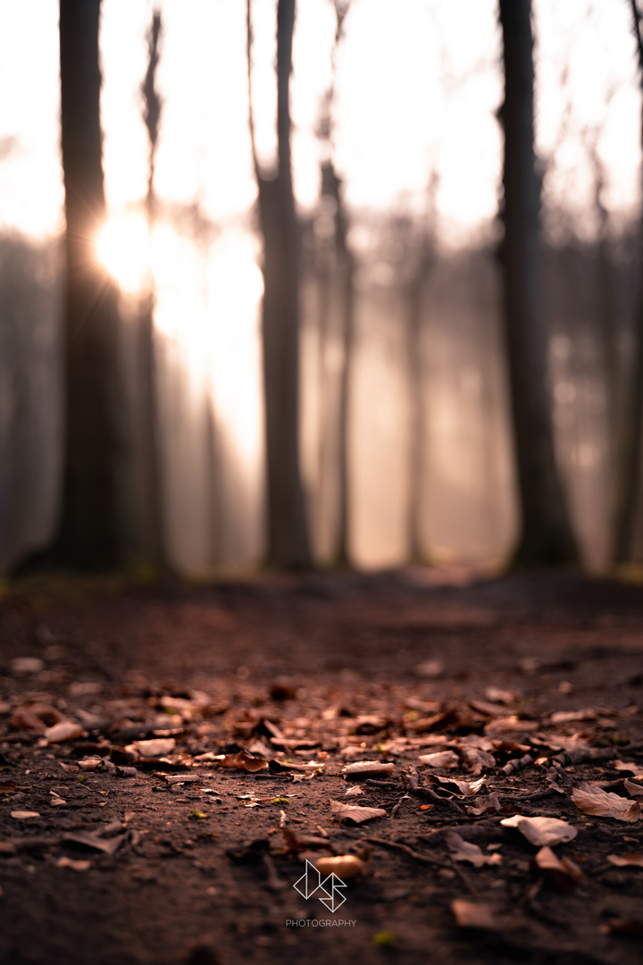 Herbstgefühle im Wald von Binz