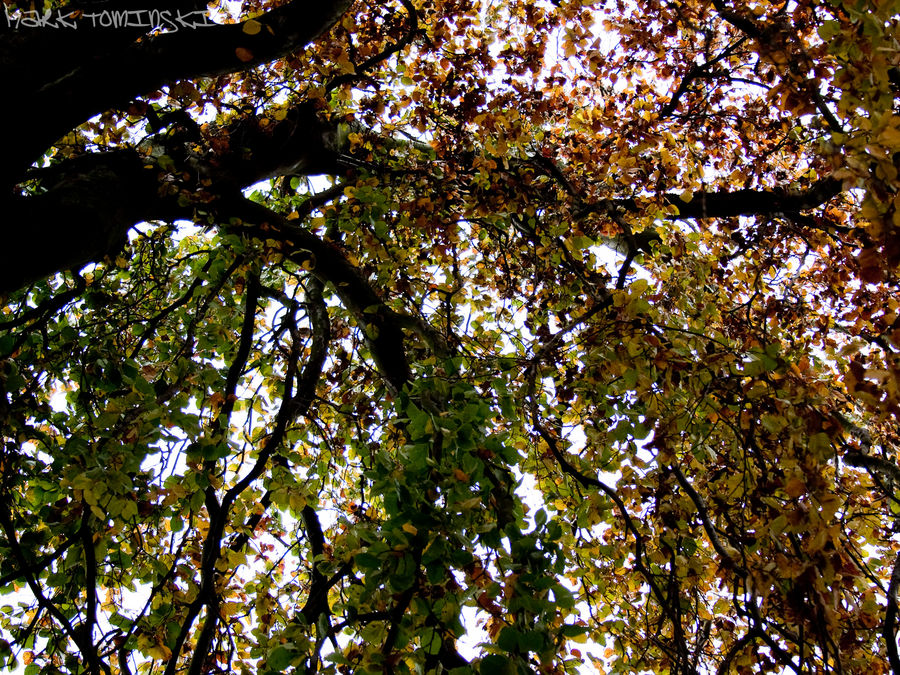 Herbstgefühle - original