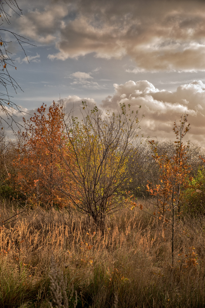 Herbstgegenlicht