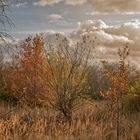 Herbstgegenlicht