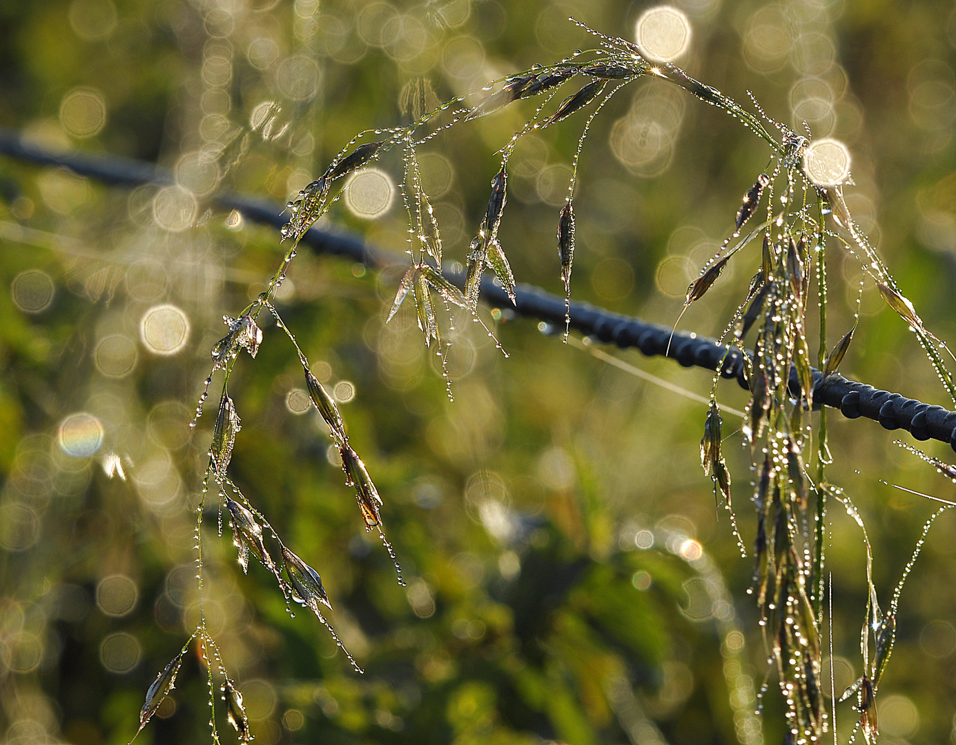 Herbstgeglitzer