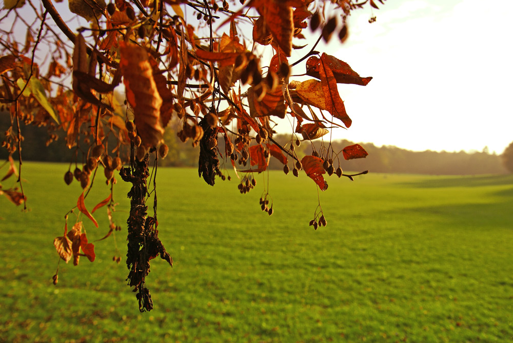 Herbstgehänge