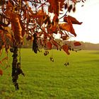 Herbstgehänge