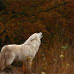 Herbstgeheul...