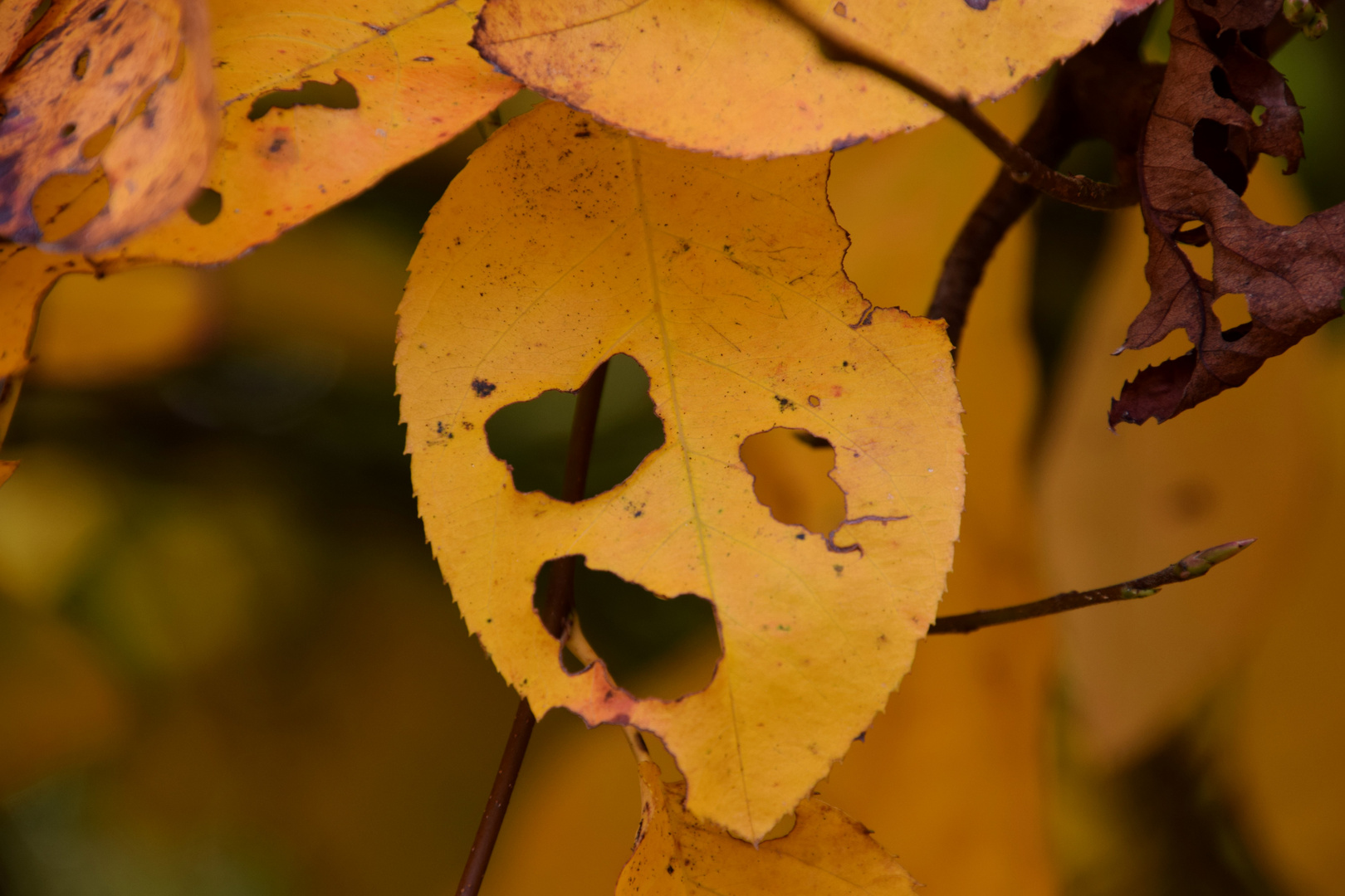 Herbstgeistchen Blattina stellt sich vor .......