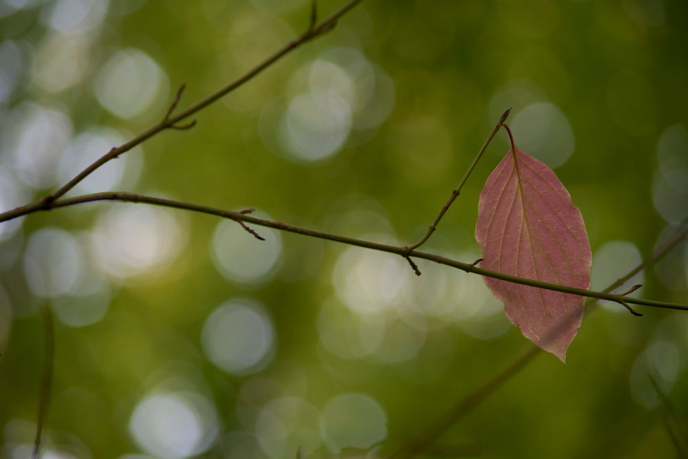 Herbstgeklimper