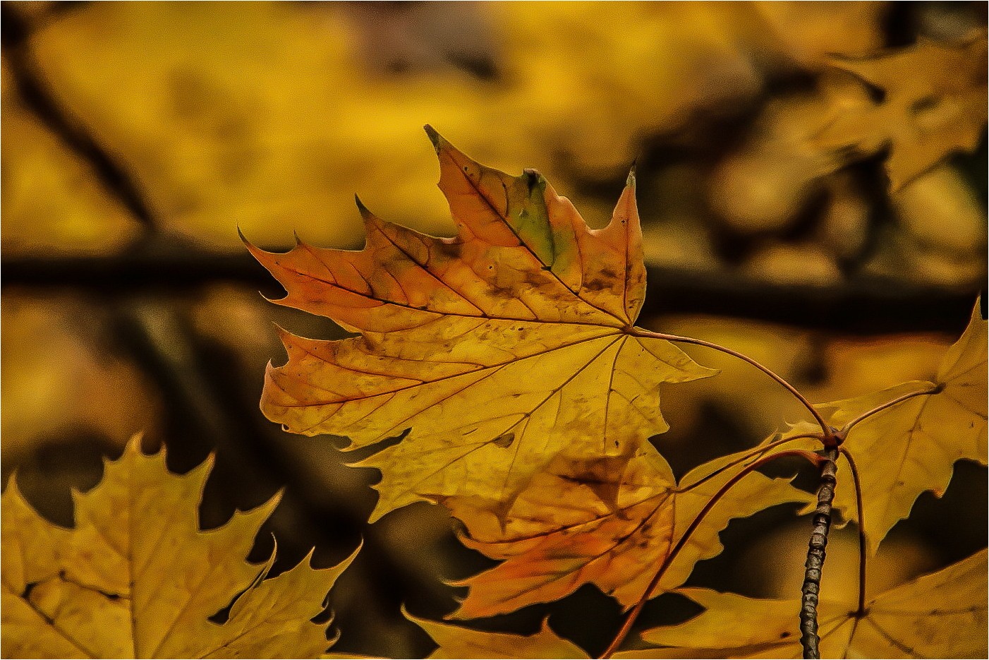 Herbstgelb