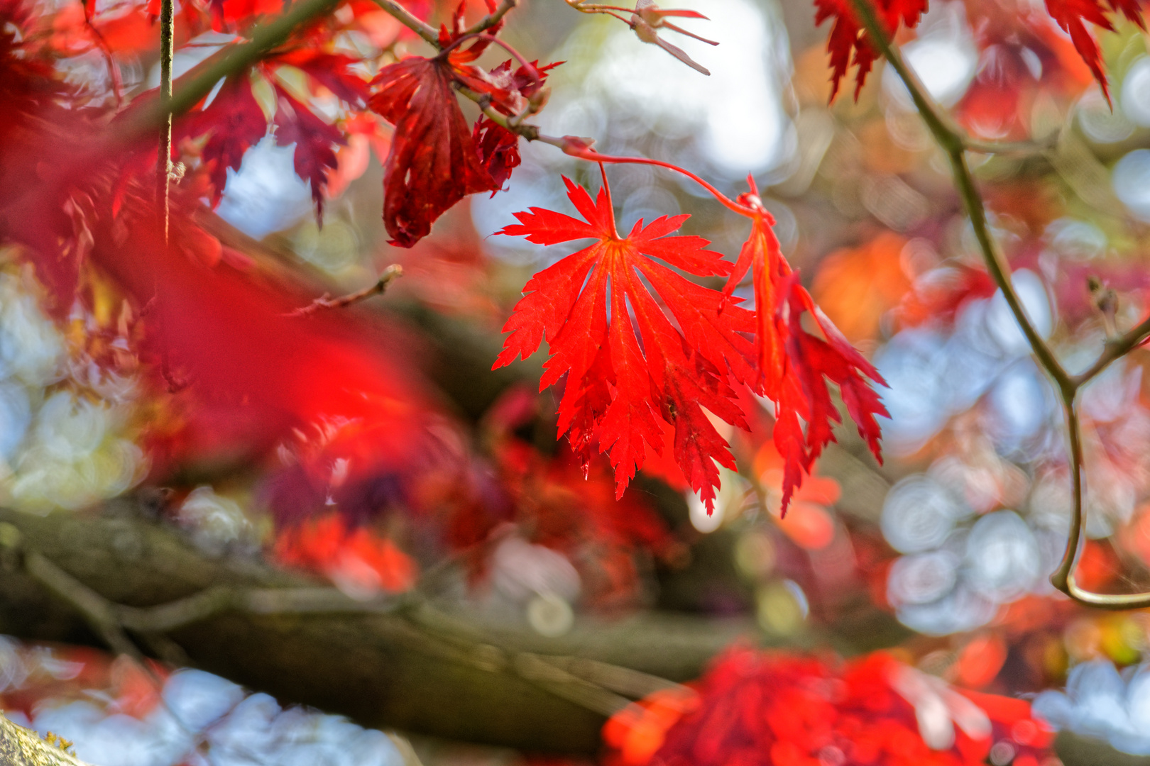 Herbstgemälde