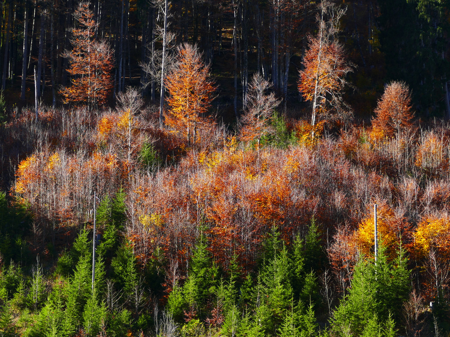 Herbstgemälde