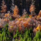 Herbstgemälde