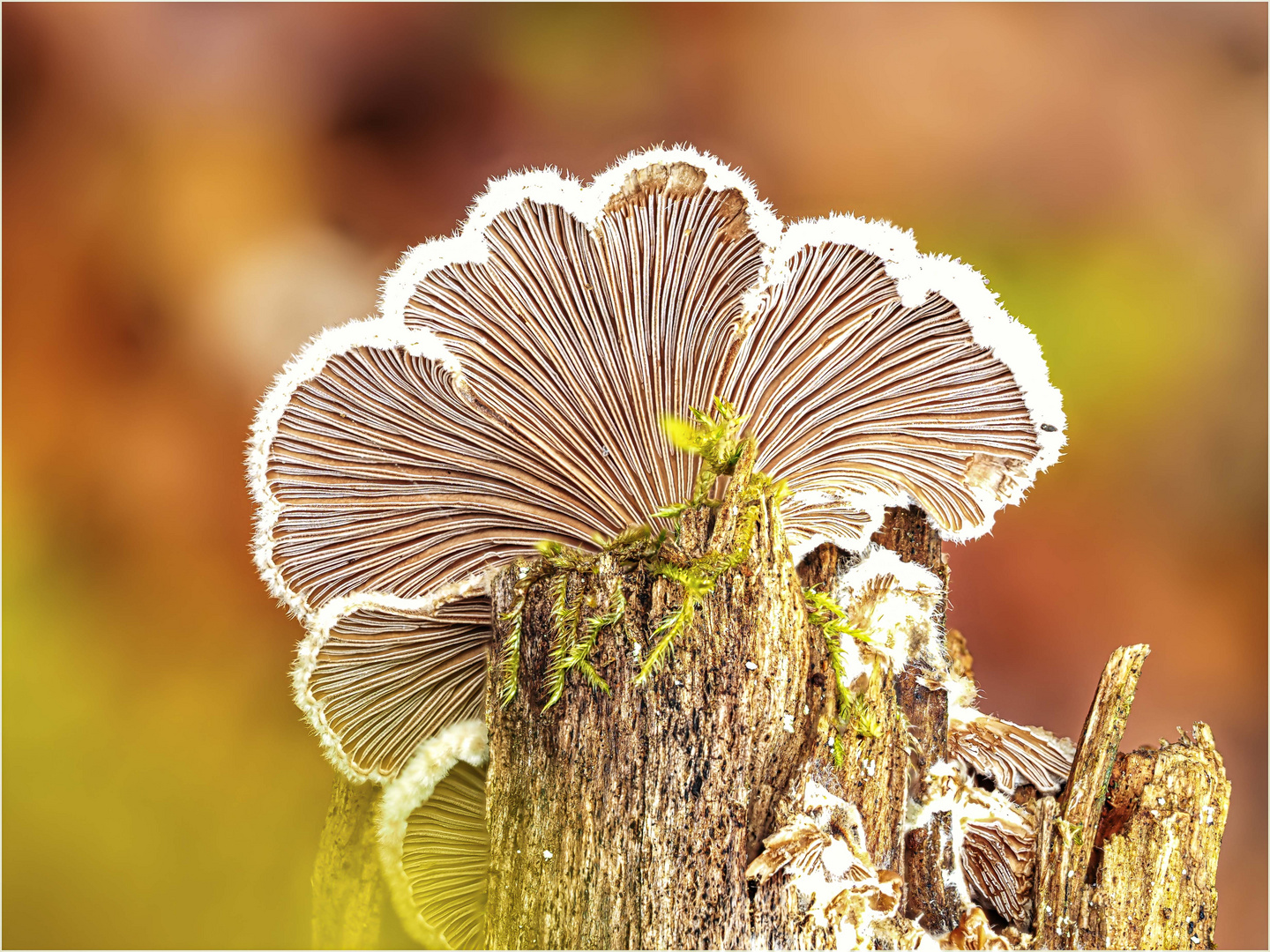 Herbstgemälde