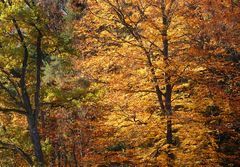 Herbstgemälde