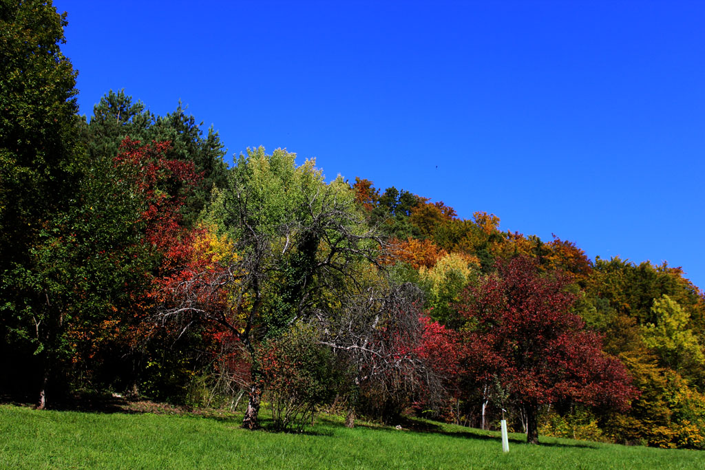  Herbstgemälde 