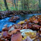 Herbstgemälde...