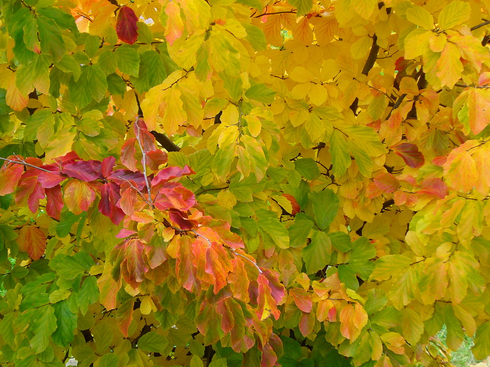 Herbstgemälde in Natura