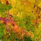 Herbstgemälde in Natura