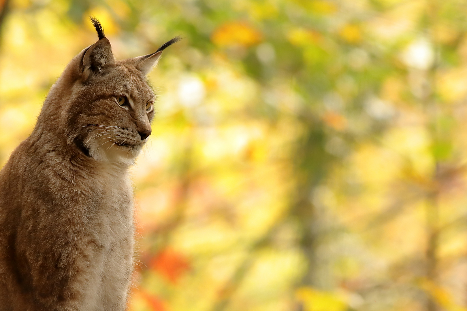 Herbstgemälde mit Luchs