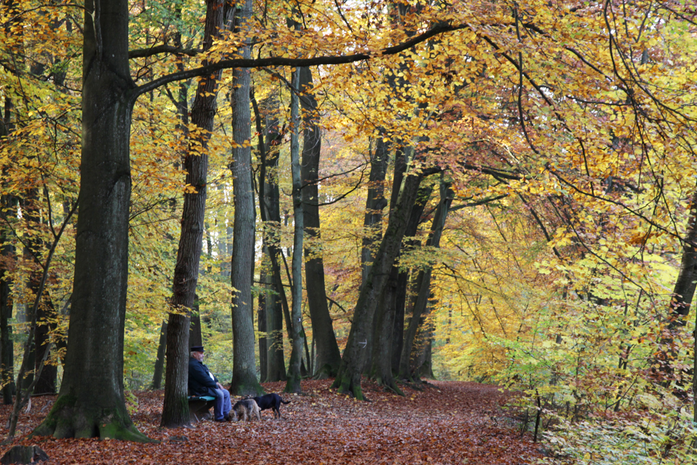 Herbstgenuß