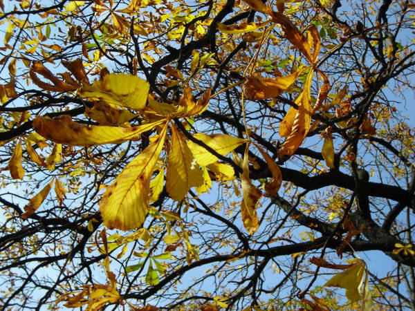 Herbstgenuss im Aussenquartier