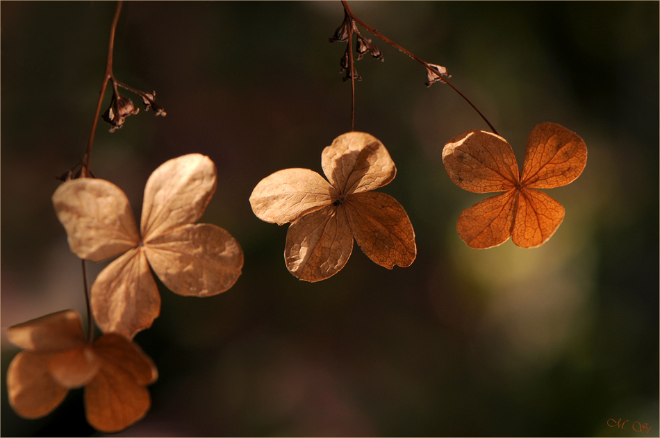 Herbstgeschenk