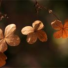 Herbstgeschenk