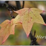 Herbstgeschichte