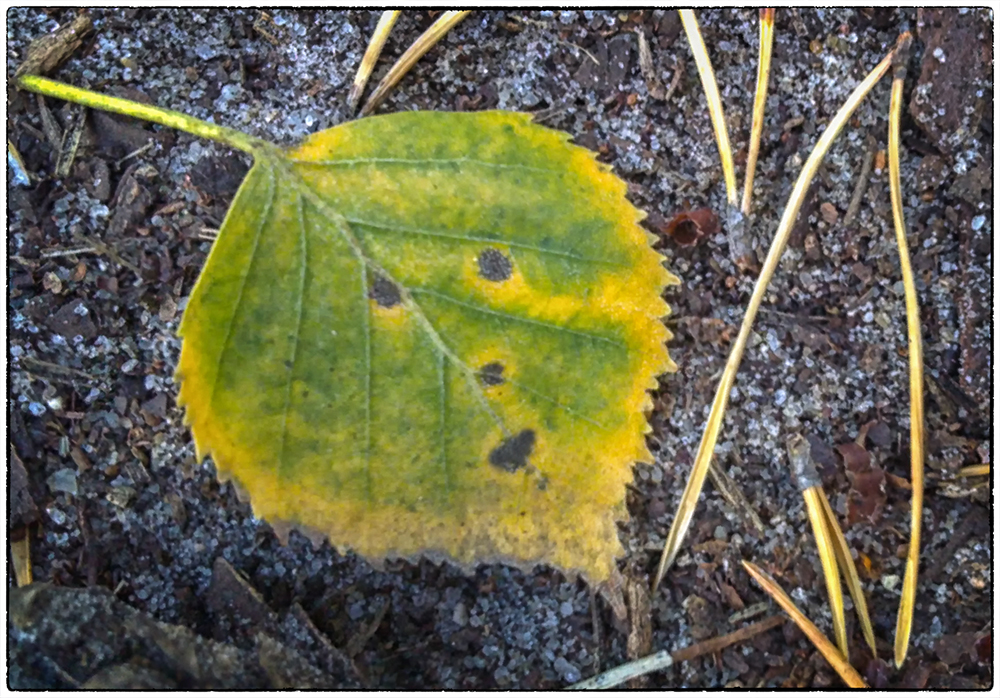 Herbstgesicht