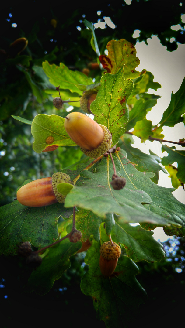 Herbstgesicht