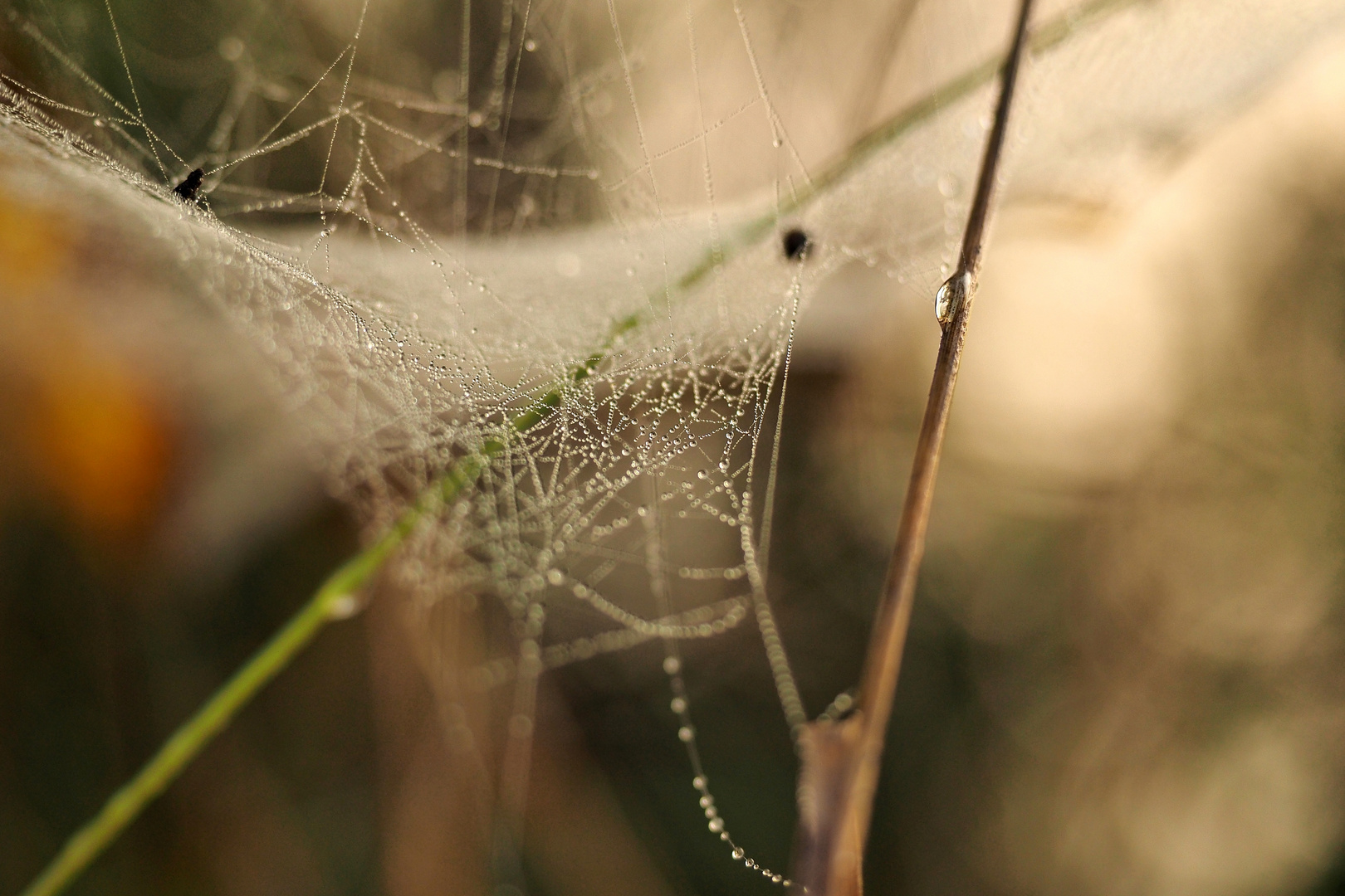 Herbst:gespinst