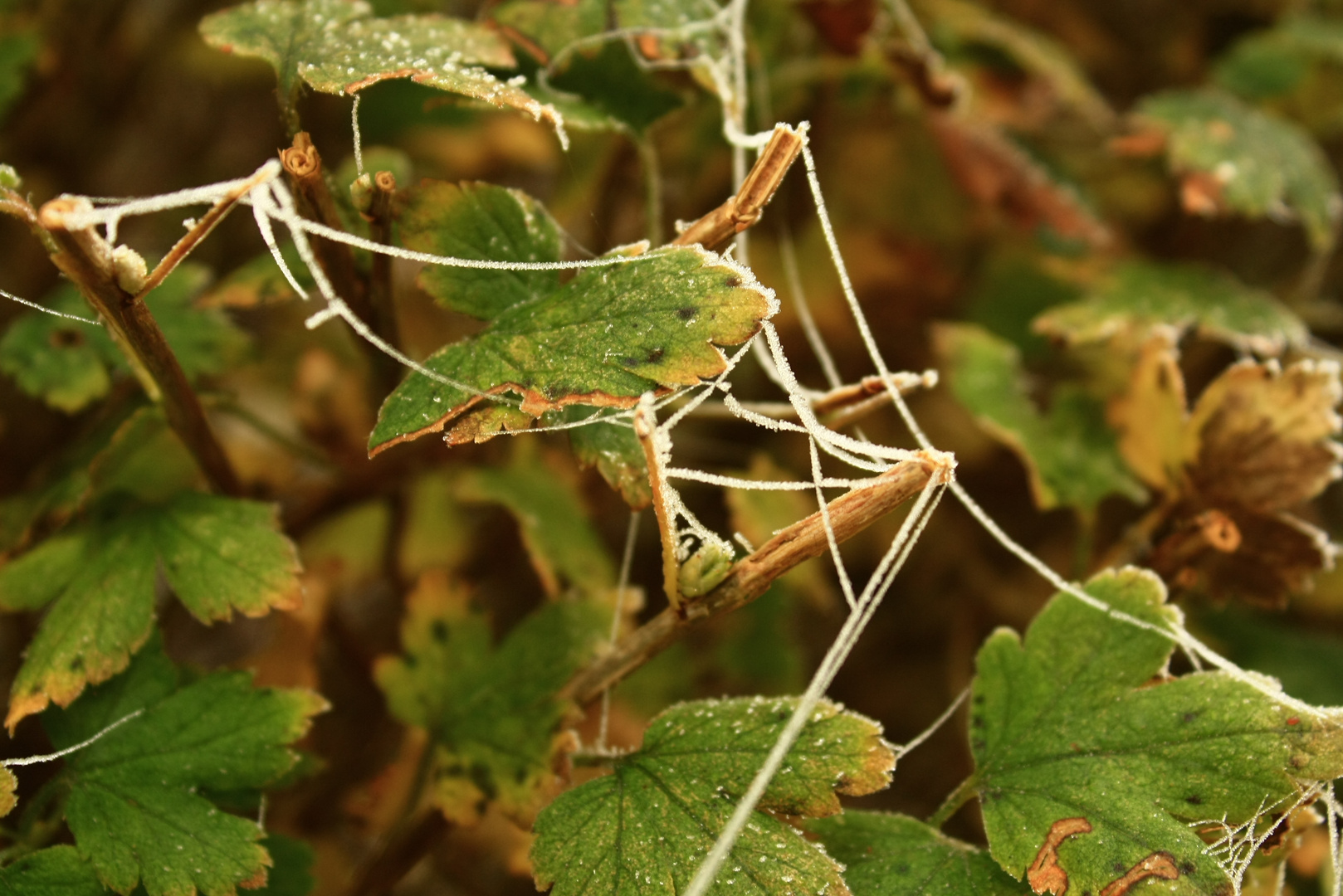 Herbstgespinst