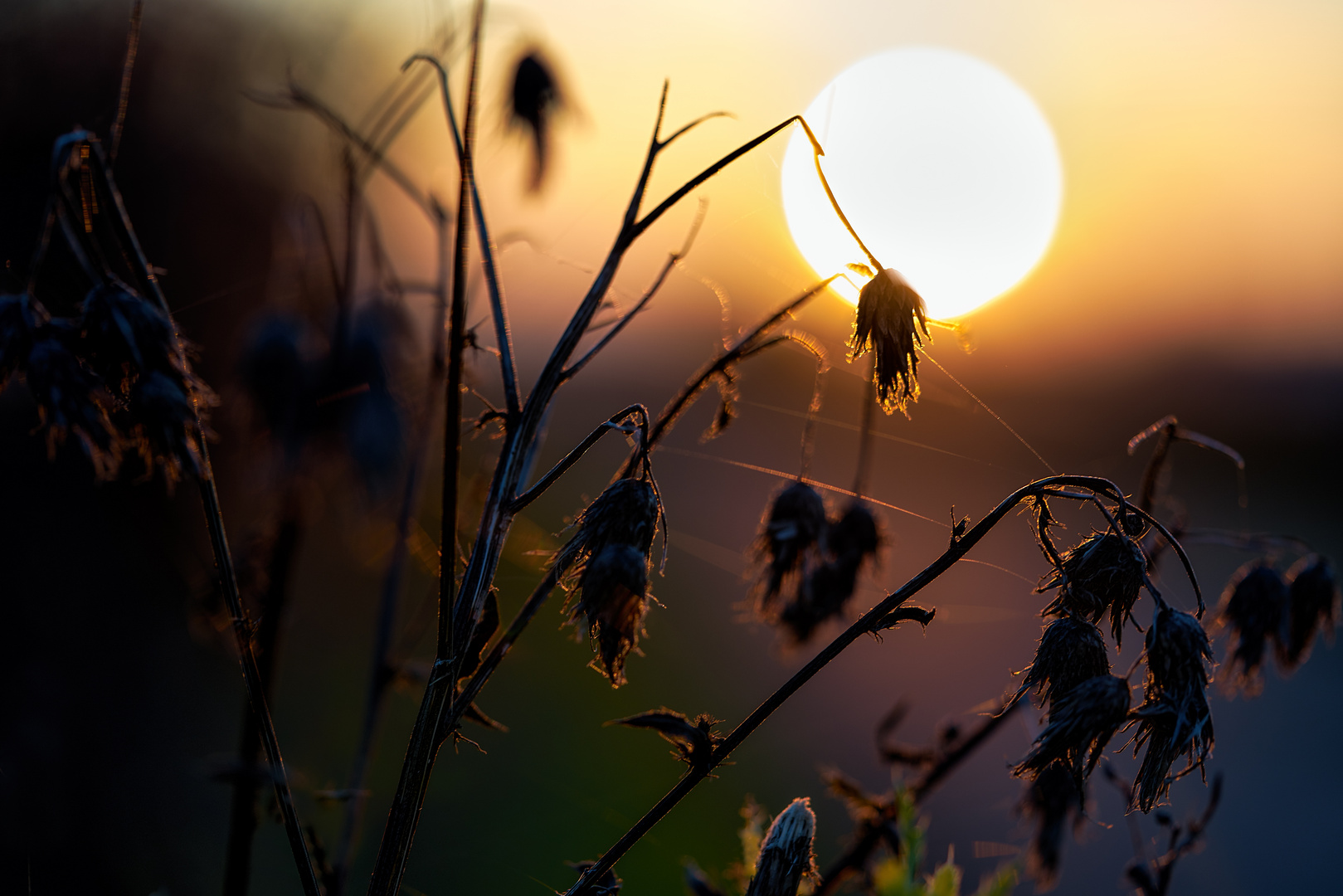 Herbst~Gestrüpp