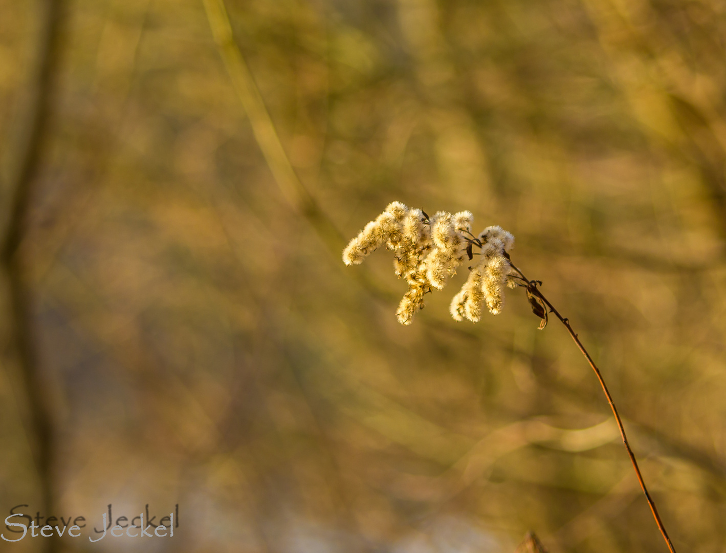 Herbstgewächs