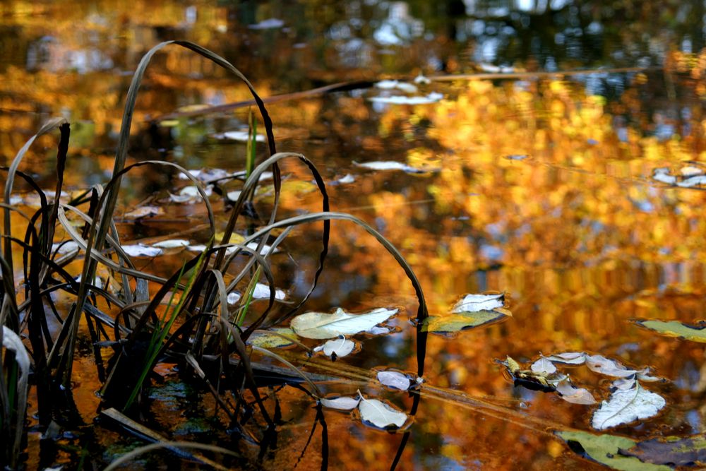 Herbstgewässer