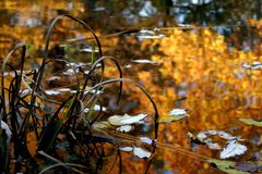 Herbstgewässer