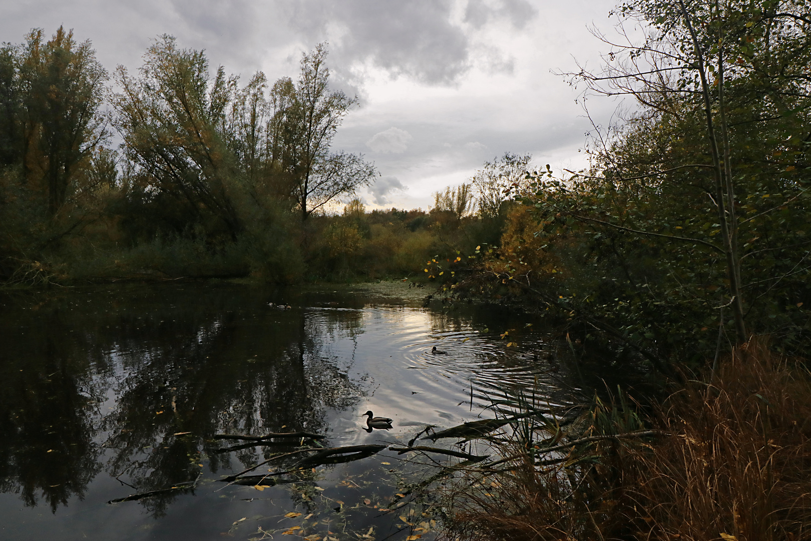 Herbstgewölk überm Teich Foto & Bild landschaften, wasser, bäume
