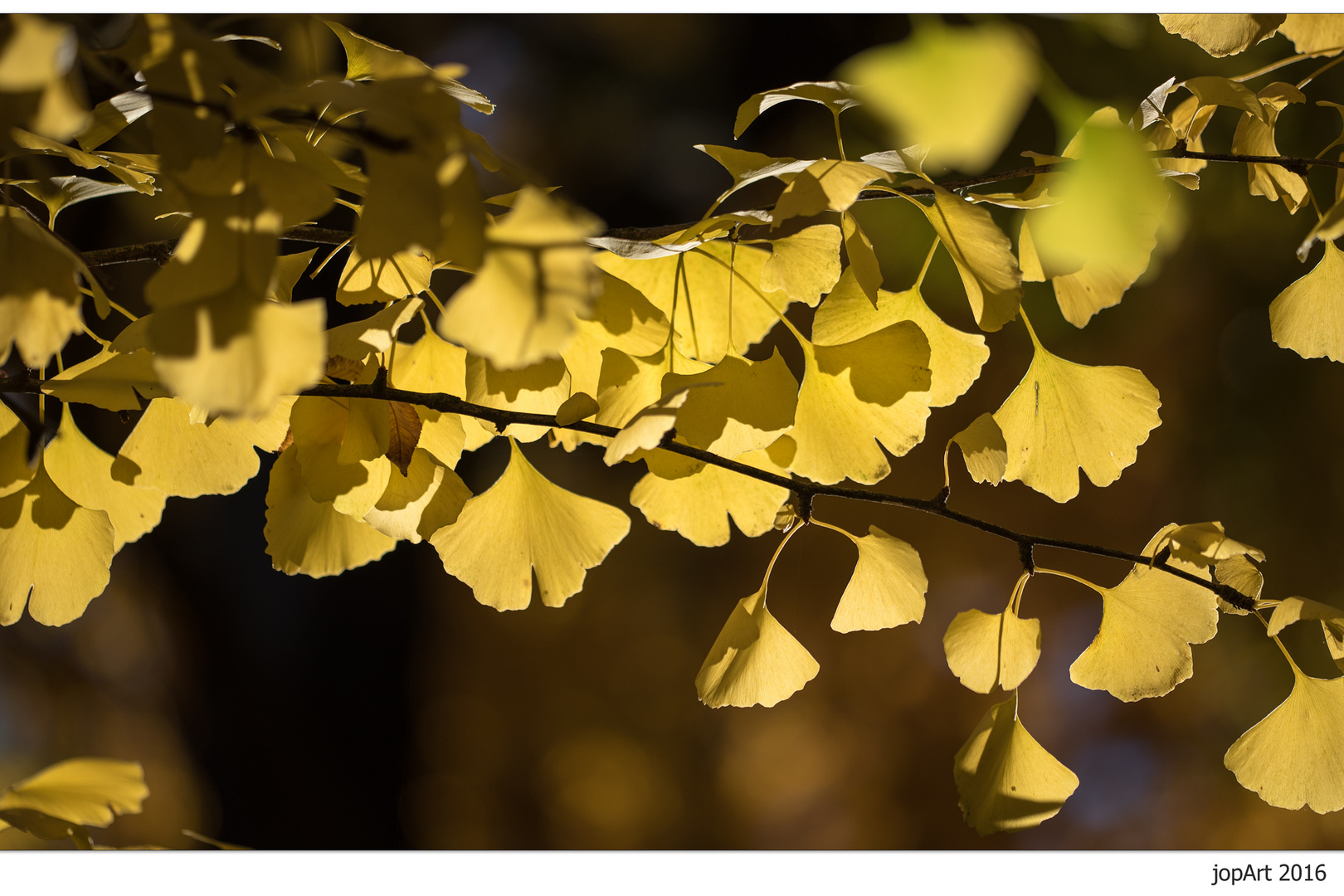 HerbstGinkgo~GinkgoHerbst