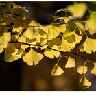 HerbstGinkgo~GinkgoHerbst